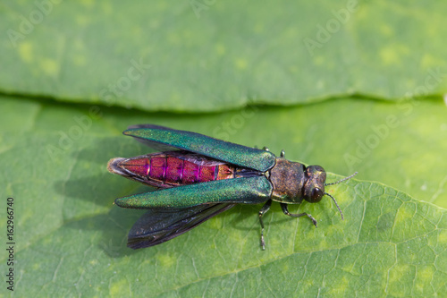 Emerald Ash Borer with Open Wings