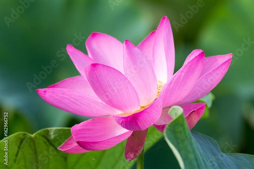 lotus flower