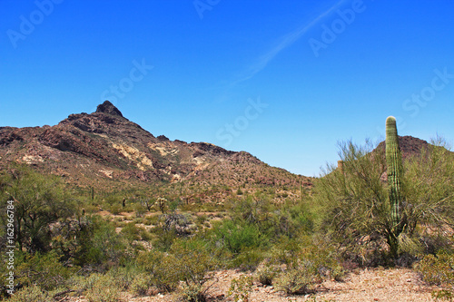 Blue sky copy space near Pinkley Peak in Organ Pipe Cactus National Monument in Ajo, Arizona, USA including a large assortment of desert plants, which is a short drive west of Tucson.