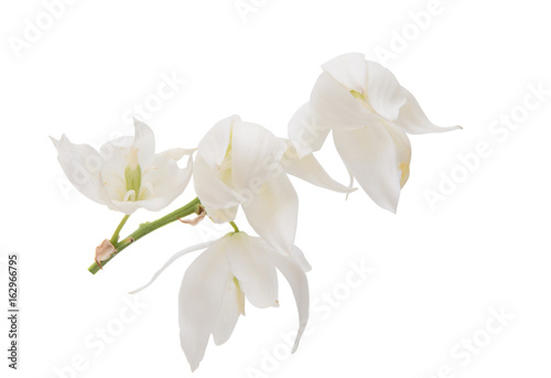 Yucca flower isolated