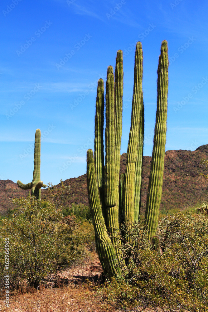 Organ Pipe cactus and blue sky copy space near Tillotson Peak in Organ Pipe Cactus National Monument in Ajo, Arizona, USA including a large assortment of desert plants, which is a short drive west of Organ Pipe cactus and blue sky copy space near Tillotson Peak in Organ Pipe Cactus National Monument in Ajo, Arizona, USA including a large assortment of desert plants, which is a short drive west of