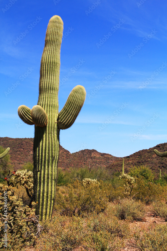 Large Saguaro cactus with arms and blue sky copy space near Tillotson Peak in Organ Pipe Cactus National Monument in Ajo, Arizona, USA including a large assortment of desert plants, which is a short d Large Saguaro cactus with arms and blue sky copy space near Tillotson Peak in Organ Pipe Cactus National Monument in Ajo, Arizona, USA including a large assortment of desert plants, which is a short d