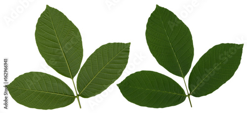 Walnut tree leaf