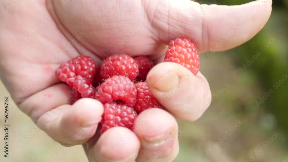 Human hand holding Juicy ripe raspberries in a garden at sunny summer day. Harvesting concept. Human hand holding Juicy ripe raspberries in a garden at sunny summer day. Harvesting concept.