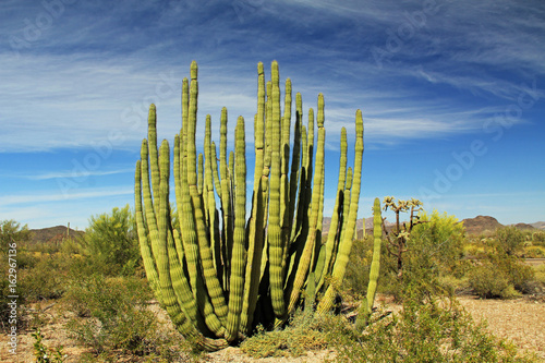 Large Organ Pipe cactus and blue sky copy space in Organ Pipe Cactus National Monument in Ajo, Arizona, USA including a large assortment of desert plants, which is a short drive west of Tucson. © Linda J Photography
