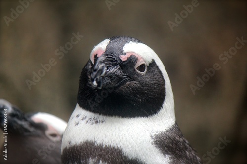 Penguin Upclose