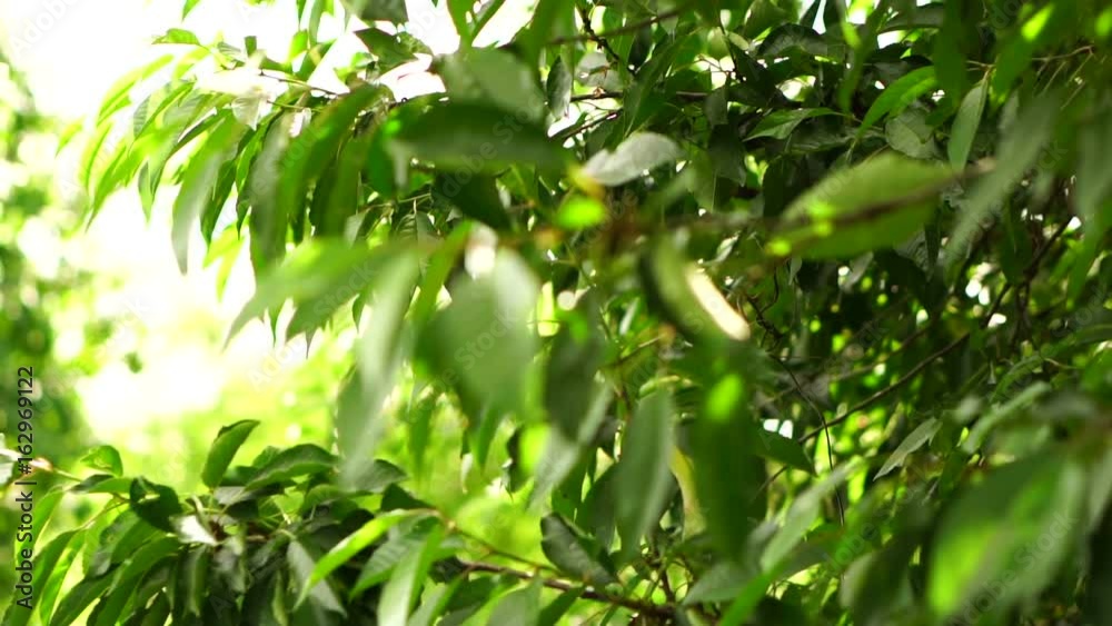 The green leaves of the cherry tree are swaying in the wind. Slow motion The green leaves of the cherry tree are swaying in the wind. Slow motion