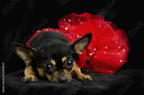 Black and tan chihuahua laying down in a red sequined show girl dress. Black background 