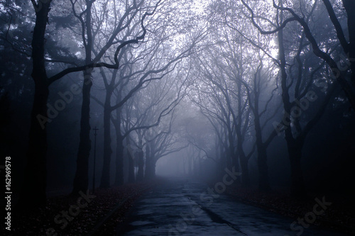 dark foggy forest