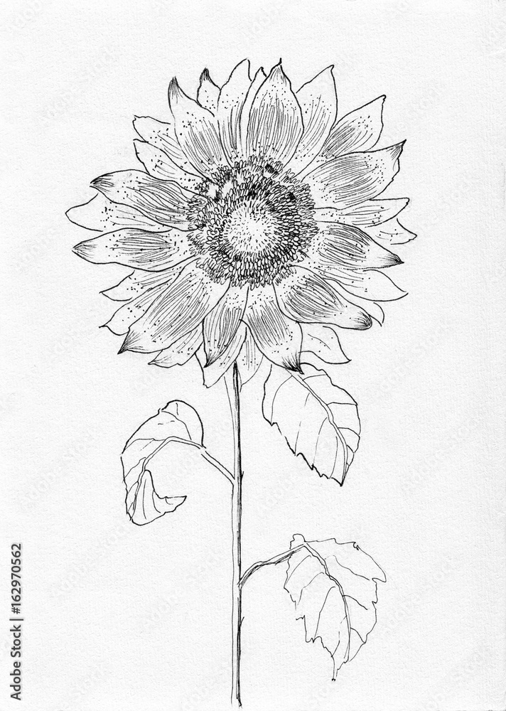 Obraz premium sunflower sketch