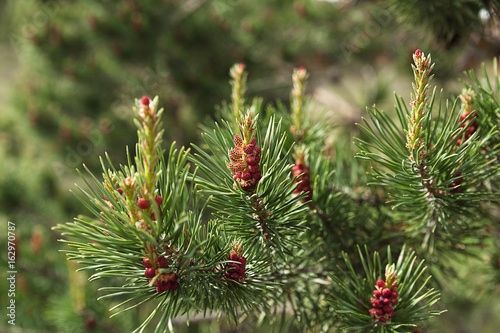 Blooming spruce