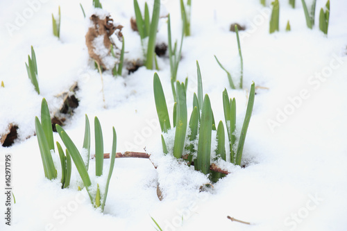 Fototapeta Naklejka Na Ścianę i Meble -  Small daffodils in the snow