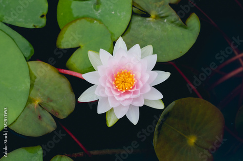 white beautiful lotus flower in pond.