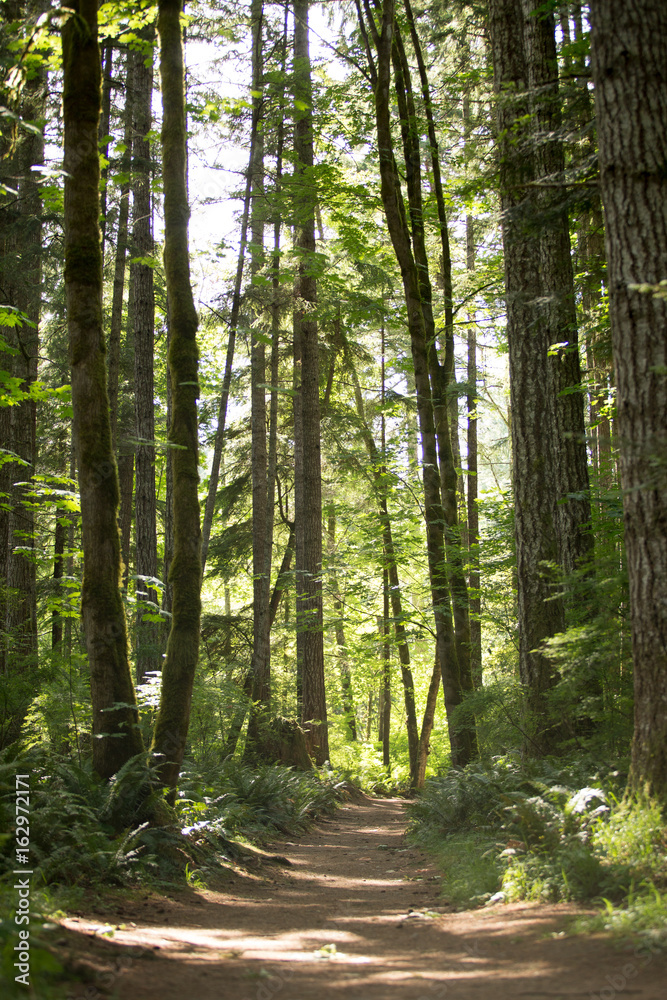 Forest trail
