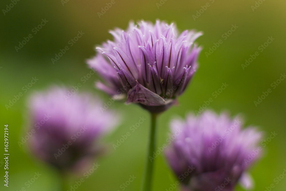Chives Chives