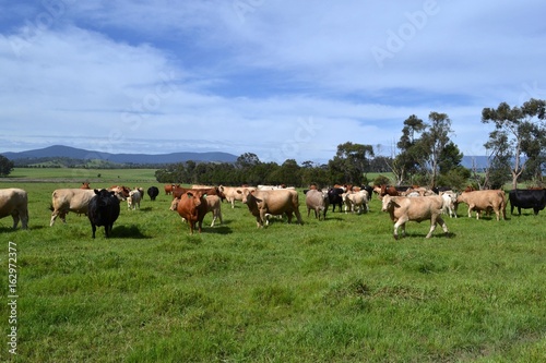 A group of cows in a farm in Australia