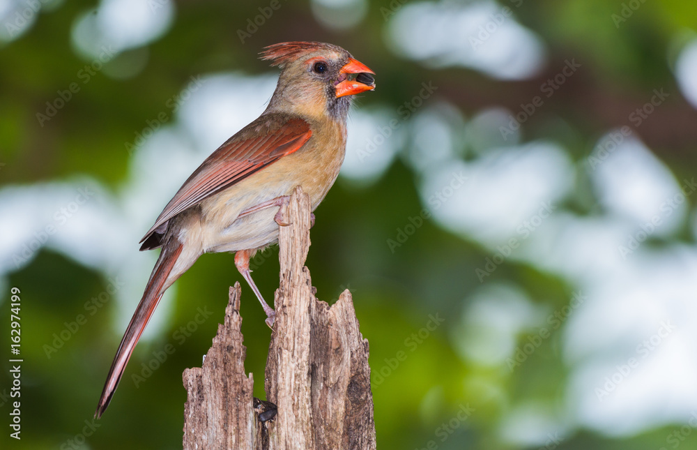 Female Northern Cardinal eating a sunflower seed Female Northern Cardinal eating a sunflower seed