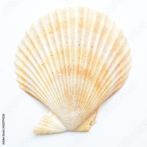 Tablou canvas clam mollusc shells isolated on white
