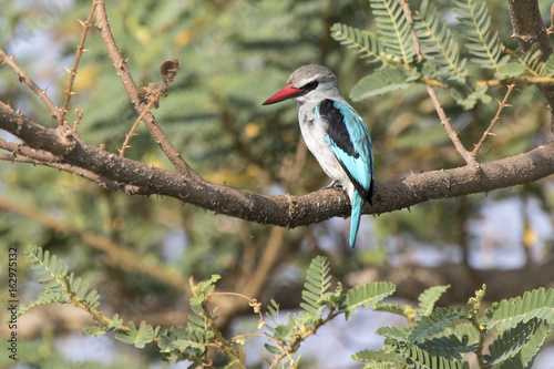 woodland Kingfisher who sits on a branch above the water and looks turning his head down