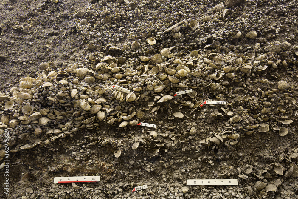 Obraz premium 縄文時代の貝塚