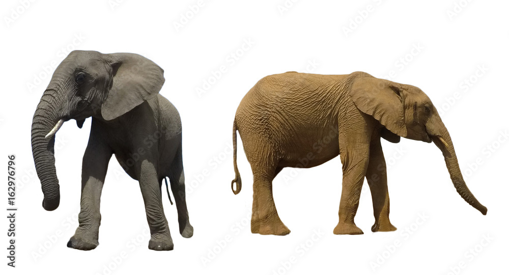 Fototapeta premium African Elephant isolated on white background