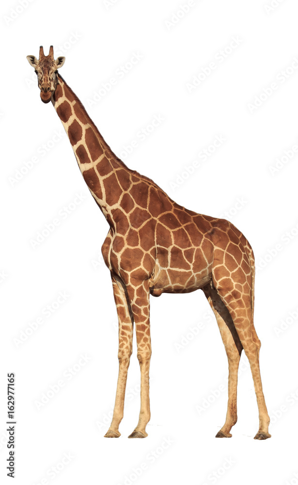 Obraz premium Giraffe isolated on white background