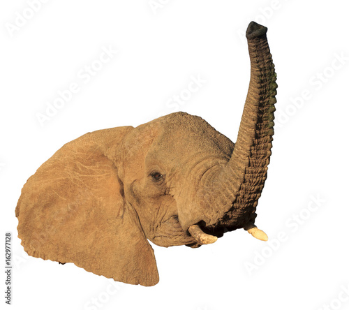 African Elephant isolated on white background