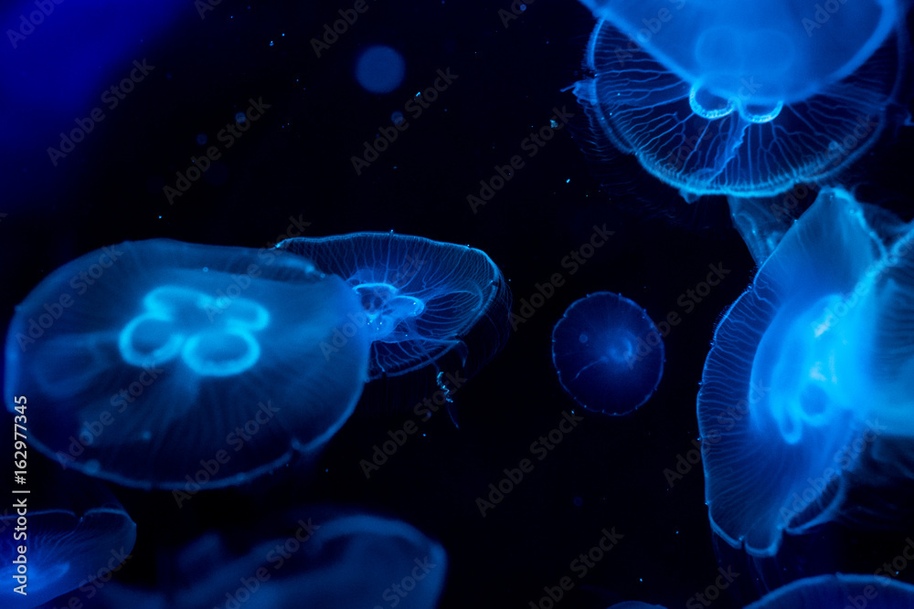 Obraz premium Moon jelly fish in aquarium
