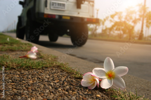 White and pink Frungipani flowers falling on the side road with biurred off-road car and sunset light, beautiful Pagoda flowers (Plumeria acumonata) put on footpath photo