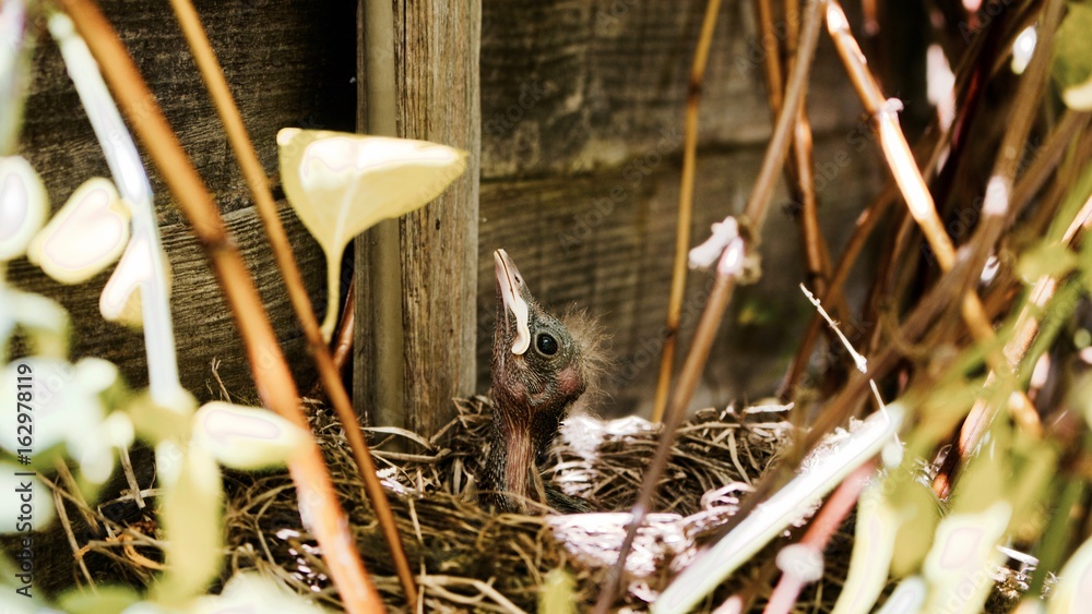 Fototapeta premium Chick in nest