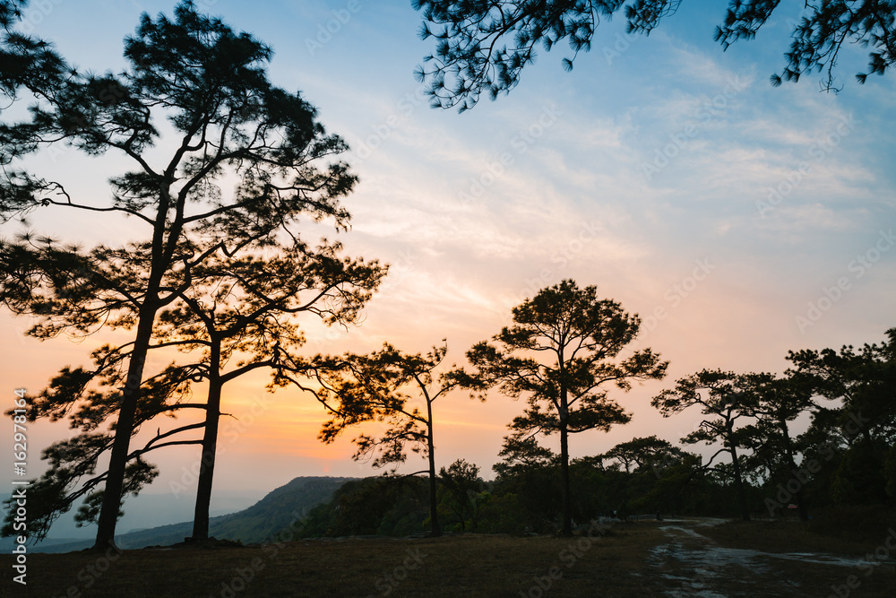 Sunset scene with pine forest and mountain in Pha Mak Duk, Phu Kradueng National Park, Thailand.