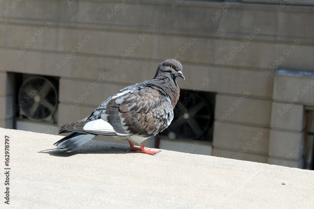 Obraz premium Pigeons of Union Station