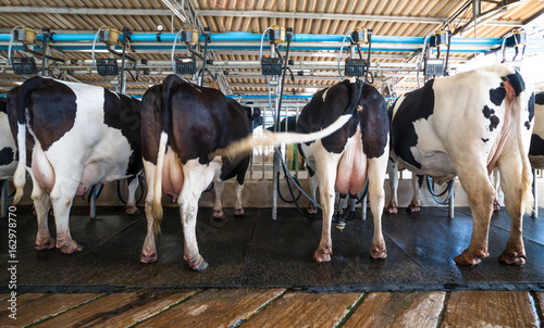 Modern Dairy Works, Dairy Cow in milking process by mechanized milking equipment in the milking farm.