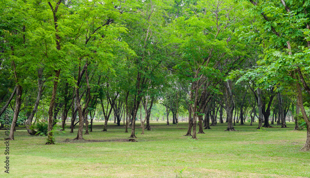 Green lawn with trees in park