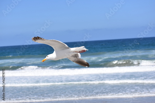 Torrey Pines Beach Seagull