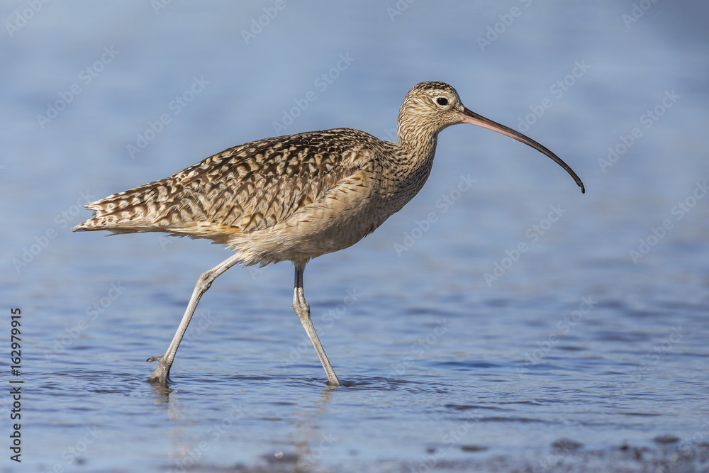 Long-billed Curlew foraging in a river estuary - Monterey Peninsula, California Long-billed Curlew foraging in a river estuary - Monterey Peninsula, California