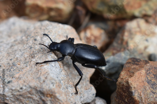 Stink bug Pinacate Beetle in San Diego photo
