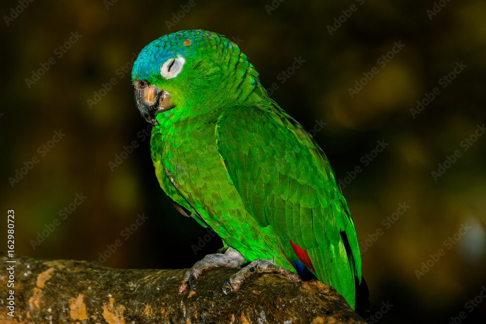 Blue-crowned parakeet, blue-crowned conure, or sharp-tailed conure (Thectocercus acuticaudatus) asleep on a branch. Full length profile view. Blue-crowned parakeet, blue-crowned conure, or sharp-tailed conure (Thectocercus acuticaudatus) asleep on a branch. Full length profile view.