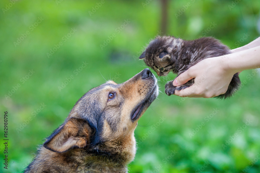 Big dog and little kitten in female hands sniffing each other outdoors