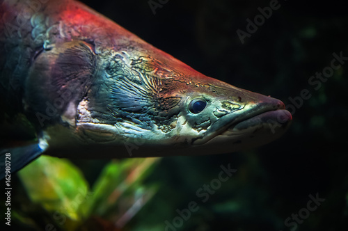 Closeup Arapaima (Sudis gigas), also known as the pirarucu. Wildlife animal. photo