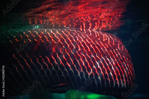 Closeup Arapaima (Sudis gigas), also known as the pirarucu. Wildlife animal. photo