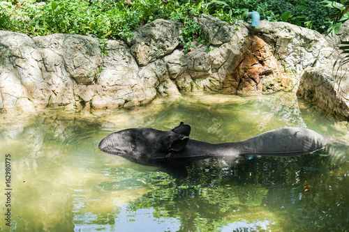 Asian Tapir in pond in the zoo