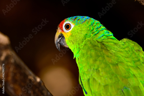 Red-lored amazon or red-lored parrot (Amazona autumnalis)
