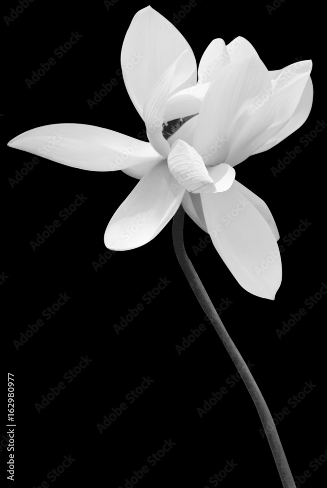 fleur de lotus en noir et blanc, fond noir Stock Photo | Adobe Stock