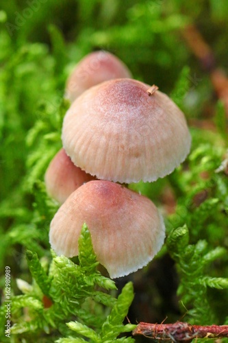  group of light beige mushrooms in a moss . Mushroom season. Hypholoma fasciculare