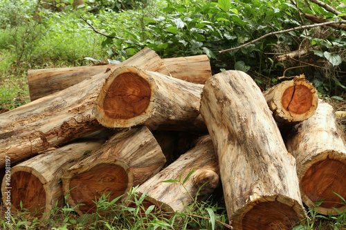 Wood logs of Siamese rosewood or Thailand rosewood in the forest photo