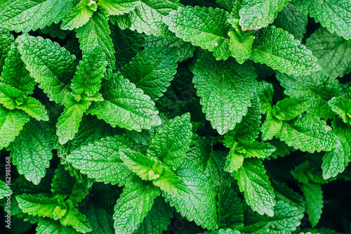 Green Mint Plant Grow Background.