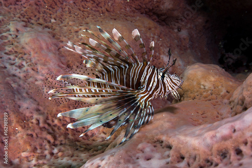 portrait of lionfish inside pink spong,Andaman sea , Thailand
