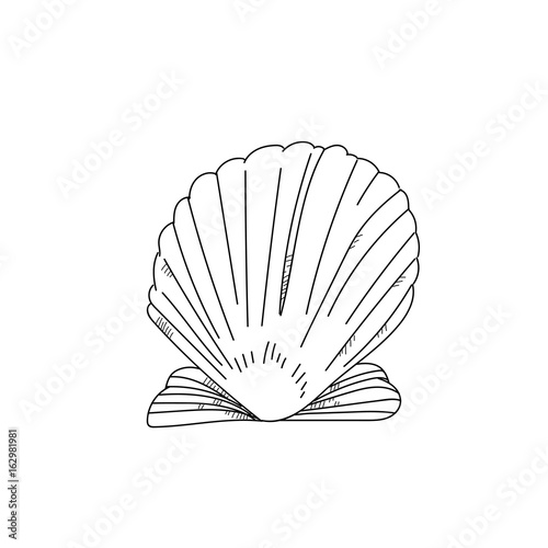 Hand drawn scallop shell sketch on white background