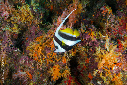 longfin bannerfish (Heniochus acuminatus) hovering near the rock more soft coral background yellow color,Andaman Sea , Thailand